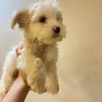 مالتیپو جنسیت ماده|سگ|رشت, چله خانه|دیوار