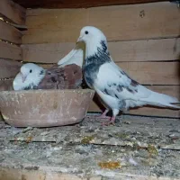 کبوتر تضمینی|پرنده|جوادآباد, |دیوار