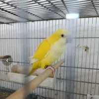 راهب زرد نر بالغ