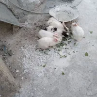 ۶تاخرگوش بزرگ ومولددونه ای ۴۰۰