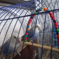 طوطی کوتوله|پرنده|شاهین‌شهر, مسکن مهر|دیوار