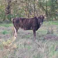 لیشه  گاو چالوسی آس