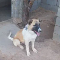 سگ نر نژاد سرابی از کاشمر واسه نگهبان