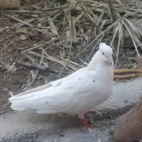 کبوتر فروشی|پرنده|گلپایگان, |دیوار