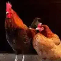 مرغ و خروس محلی تخمگذار