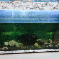 اکواریوم کامل با پمپ قوی|ماهی|مشهد, شهید قربانی|دیوار