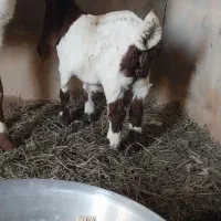 یک عدد بز وبیگ ماده