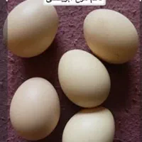 تخم مرغ نطفه دار نژاد ابریشمی