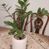 گلدان زانفلیا دوساله شاداب و زیبا برای اپارتمان