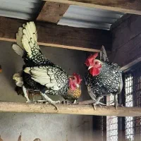 سیبرایت گلد نیمچه سیلور خروس