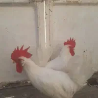 خروس پنج ماهه جهت خون کردن