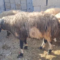 قوچ بذری روزگاری