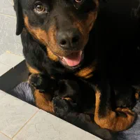 روتوایلر|سگ|تهران, زعفرانیه|دیوار