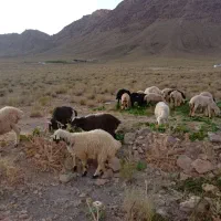 میش و بره داشتی