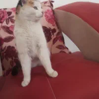 واگذاری گربه|گربه|تبریز, |دیوار