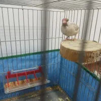 فنچ شکلاتی نر