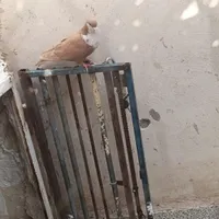 یک جفت سیندق خوشکل