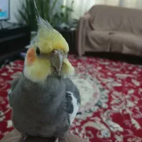 عروس هلندی گم شده|حیوانات|کازرون, |دیوار