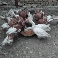 حیوانات|حیوانات مزرعه|بروجرد, |دیوار