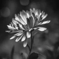 آموزش سیاه قلم حرفه ای