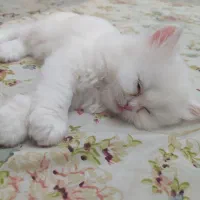 میکس پرشین و بریتیش سفید|گربه|تبریز, |دیوار