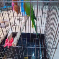 طوطی ملنگو نر|پرنده|شهریار, شهرک امیریه|دیوار