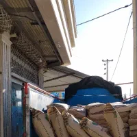 بذر ذرت علوفه ای