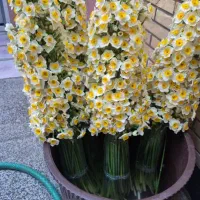 گل نرگس خفر|گل و گیاه طبیعی|شیراز, لاله|دیوار