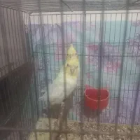 ۲تا جوجه لوتینا ۱۵۰۰