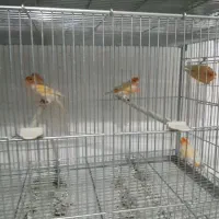 قناری نروماده موزاییکی|پرنده|اصفهان, فیزادان|دیوار