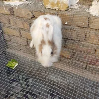 دو عدد خرگوش فروشی