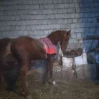 فروش نریان ۴ ساله|اسب و تجهیزات اسب‌سواری|میاندوآب, |دیوار