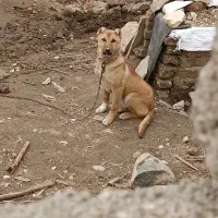 حیوانات مزرعه