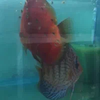 نه جفت دیسکس مولد|ماهی|مشهد, بهشت|دیوار