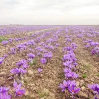 پیش فروش پیاز زعفران|خدمات باغبانی و درختکاری|گلبهار, بیزکی|دیوار