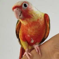 گرینچیک اکستریم رد تازه دونخور