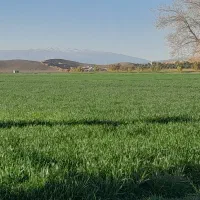 فروش زمین کشاورزی عکسها از همین ملک هست