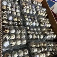 فروش تخم بلدرچین خوراکی و نطفه دار