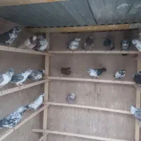 کبوتر پرشی ساعت سنگین