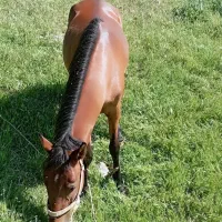 اسب تیز پا|اسب و تجهیزات اسبسواری|بستان آباد, |دیوار