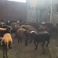 ۳۰عددبره داشتی نر و ماده|حیوانات مزرعه|مهربان, |دیوار