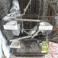 جفت مولد طوطی