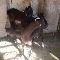 بز و بزغاله|حیوانات مزرعه|خواف, |دیوار