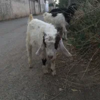 بزغاله پاکستانی شیرمست صحیح سالم