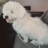 «سگ خانگی پشمالو سفیدبسیار باهوش ومهربون»|سگ|فاریاب, |دیوار