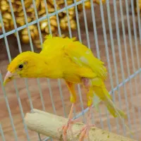 جوجه قناری نر  جیبر