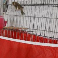 قناری|پرنده|شیراز, شهرک مهرگان|دیوار