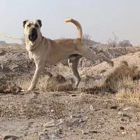 دوزدیده نشده