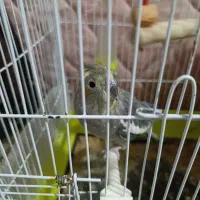 عروس هلندی نر و ماده معاوضه با کفتر