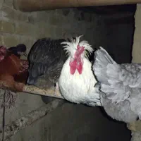 مرغ بومی